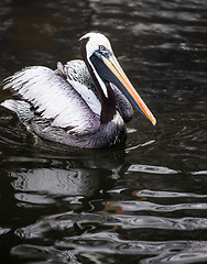 Image showing Peruvian Pelican: birds from South America  