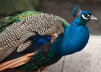 Image showing Peacock: Bird of Juno. Artistic shallow DOF