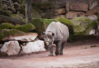 Image showing Black rhinoceros: animal life in Africa