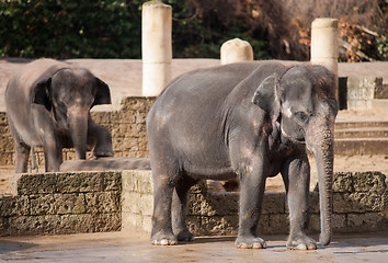 Image showing Asiatic elephants: Animal life in Asia