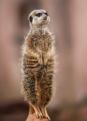 Image showing Animals of Africa: watchful meerkat