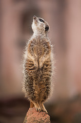 Image showing Look  out: watchful meerkat or suricate