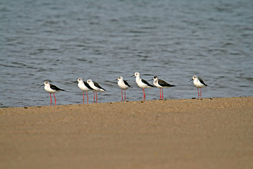 Image showing water bird (himantopus himantopus), nature animal photo