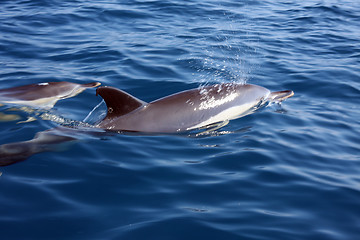 Image showing beautiful dolphins in the ocean