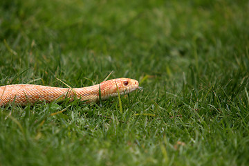 Image showing Boa constrictor snake, nature animal photo