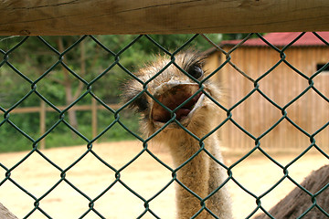 Image showing beautiful ostrich, nature animal photo