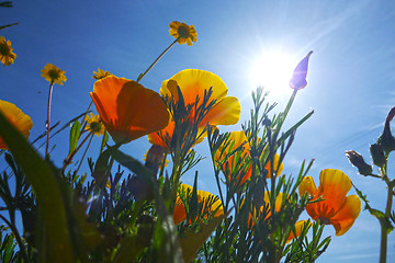 Image showing beautiful tulips, beautiful flowers