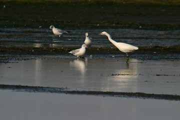 Image showing Great White heron, beautiful nature animal photo