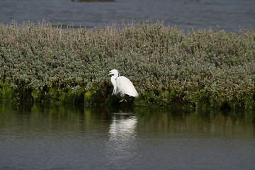 Image showing Great White heron, beautiful nature animal photo