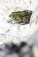 Image showing beautiful green frog, nature and wildlife photo