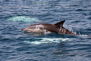 Image showing beautiful dolphins in the ocean