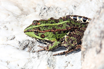 Image showing beautiful green frog, nature and wildlife photo