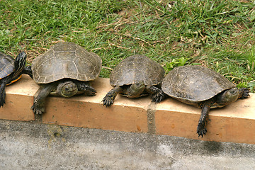 Image showing animal nature photo, Red-eared Slider (Trachemys scripta elegans