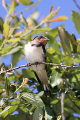 Image showing swallows in the spring, nature photo