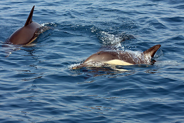 Image showing beautiful dolphins in the ocean