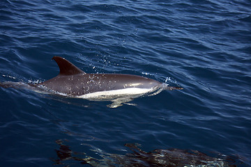 Image showing beautiful dolphins in the ocean