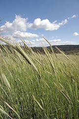 Image showing field of rye and sunny day