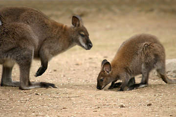 Image showing beautiful kangaroo, nature animal photo