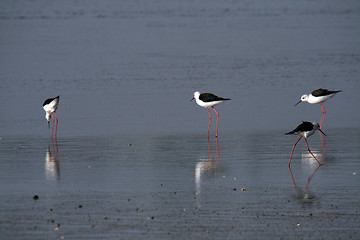 Image showing water bird (himantopus himantopus), nature animal photo