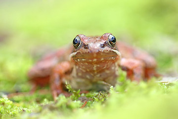 Image showing beautiful macro photo of an iberian frog, nature and wildlife of