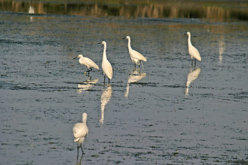 Image showing Great White heron, beautiful nature animal photo