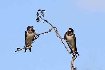 Image showing swallows in the spring, nature photo