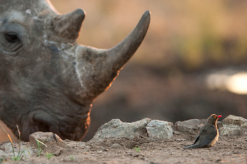 Image showing Rhino and tiny bird