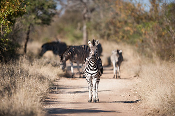 Image showing Plains zebra (Equus quagga) profile view