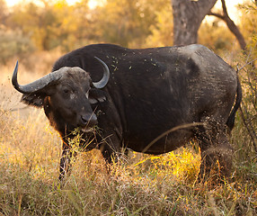 Image showing African buffalo