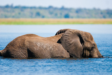 Image showing Swimming African bush elephant