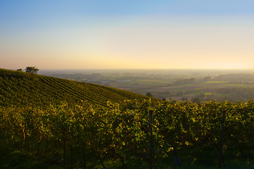 Image showing German wine field panorama