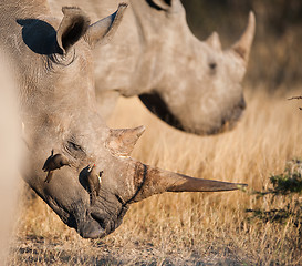 Image showing Rhinoceros