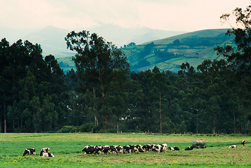 Image showing Pasture in Ecuador