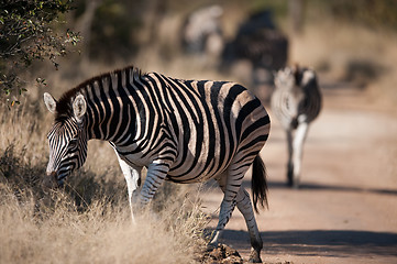 Image showing Plains zebra (Equus quagga) profile view