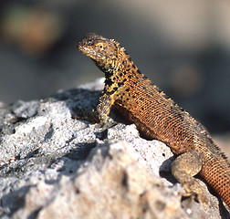 Image showing Land Iguana