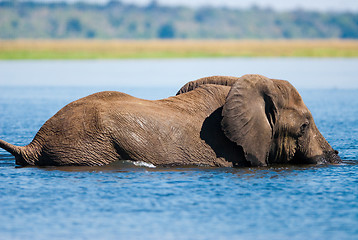 Image showing Swimming African bush elephant