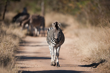 Image showing Plains zebra (Equus quagga) profile view