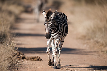 Image showing Plains zebra (Equus quagga) profile view