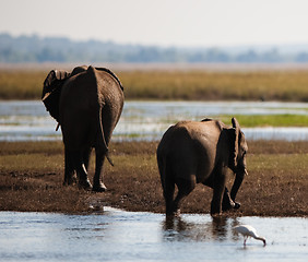 Image showing African bush elephant