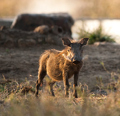 Image showing Wild boar