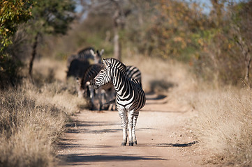 Image showing Plains zebra (Equus quagga) profile view