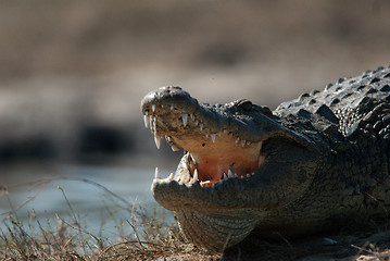 Image showing Crocodile baring teeth