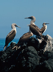 Image showing Blue-Footed Boobies
