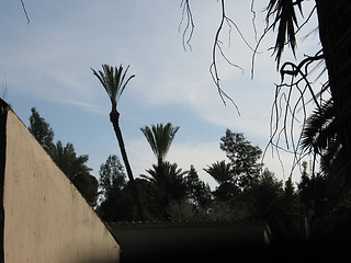 Image showing Palm tree skies 2. Nicosia. Cyprus