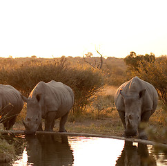 Image showing Rhinos at a watering hole