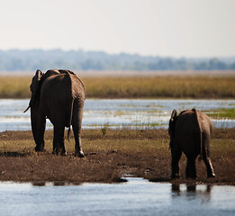 Image showing African bush elephant