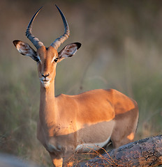 Image showing Impala