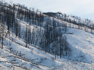 Image showing Snowy hillside in Kamloops BC