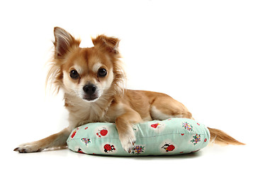 Image showing small chihuahua isolated