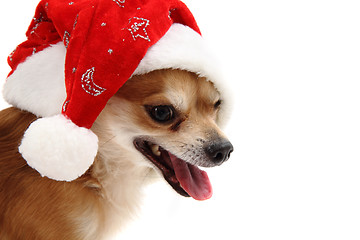 Image showing small chihuahua and christmas isolated